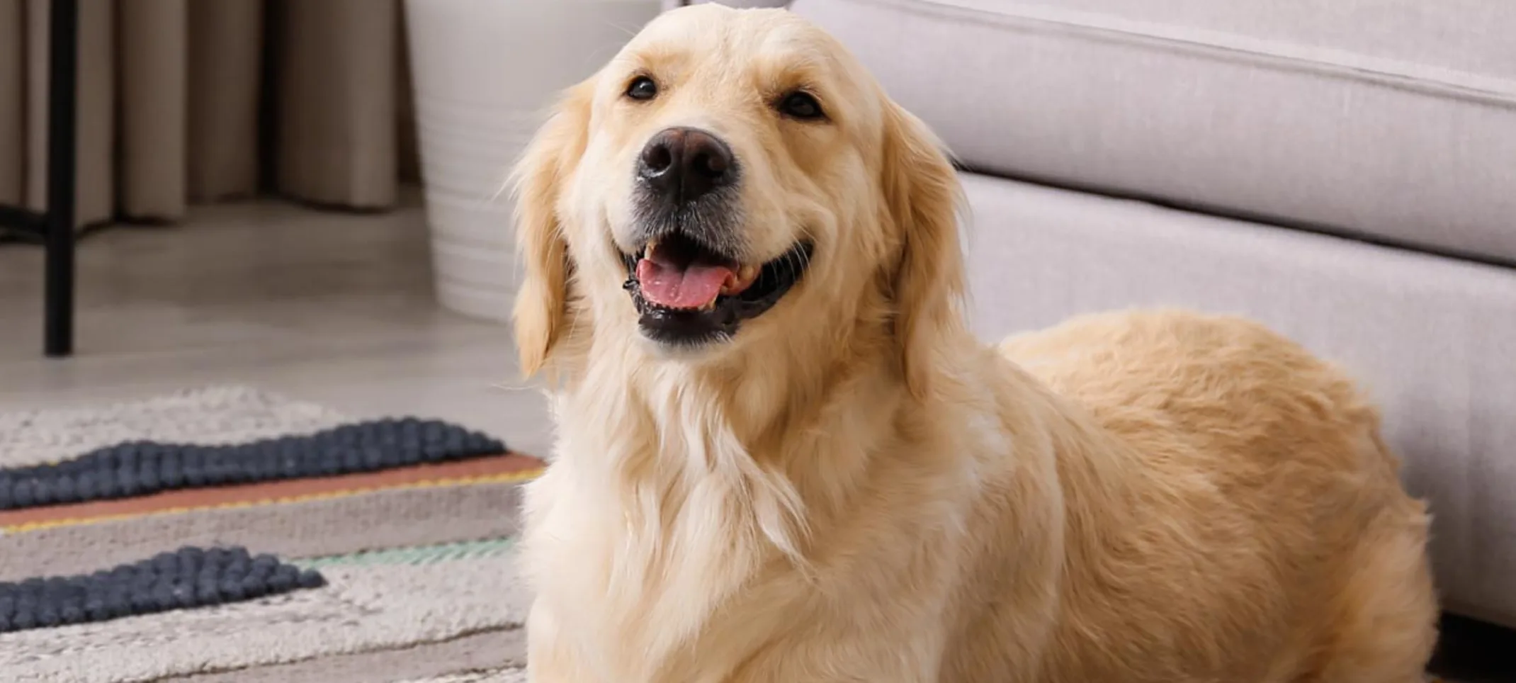 Dog smiling on rug